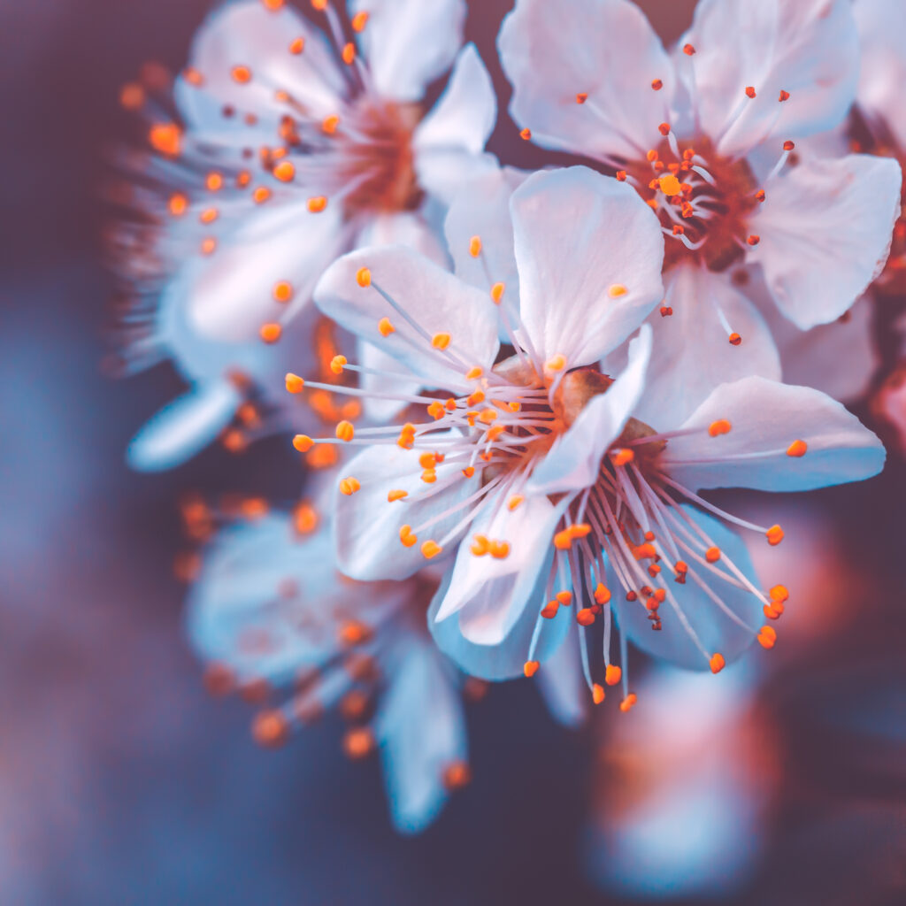 Cherry trees stolen