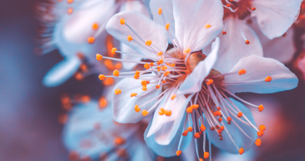 Cherry trees stolen
