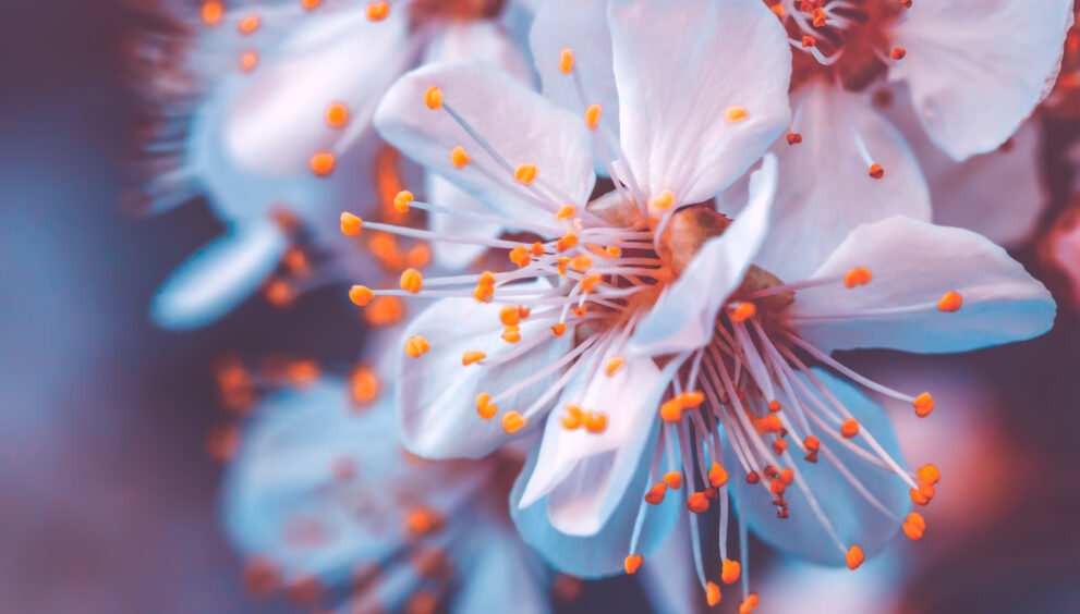 Cherry trees stolen